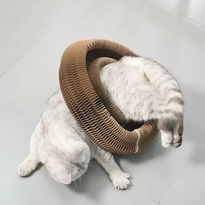 Acordeón interactivo plegable